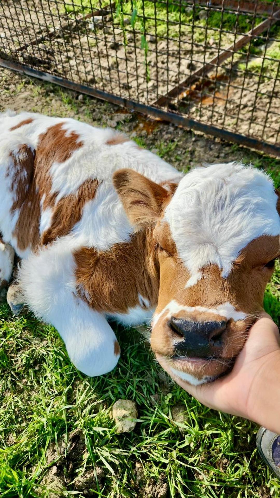 Agriturismo Agrileisuretime سبوليتو المظهر الخارجي الصورة