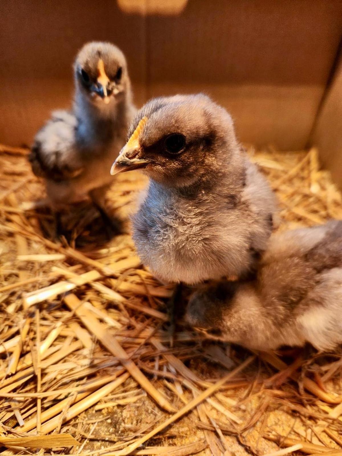 Agriturismo Agrileisuretime سبوليتو المظهر الخارجي الصورة